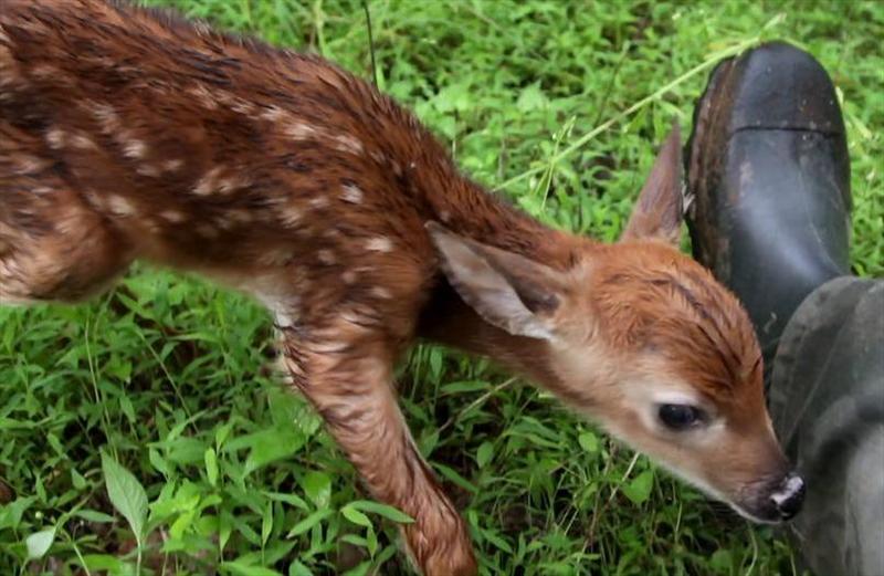 JUST BORN BABY